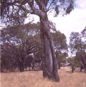 A gum from which a canoe has been cut